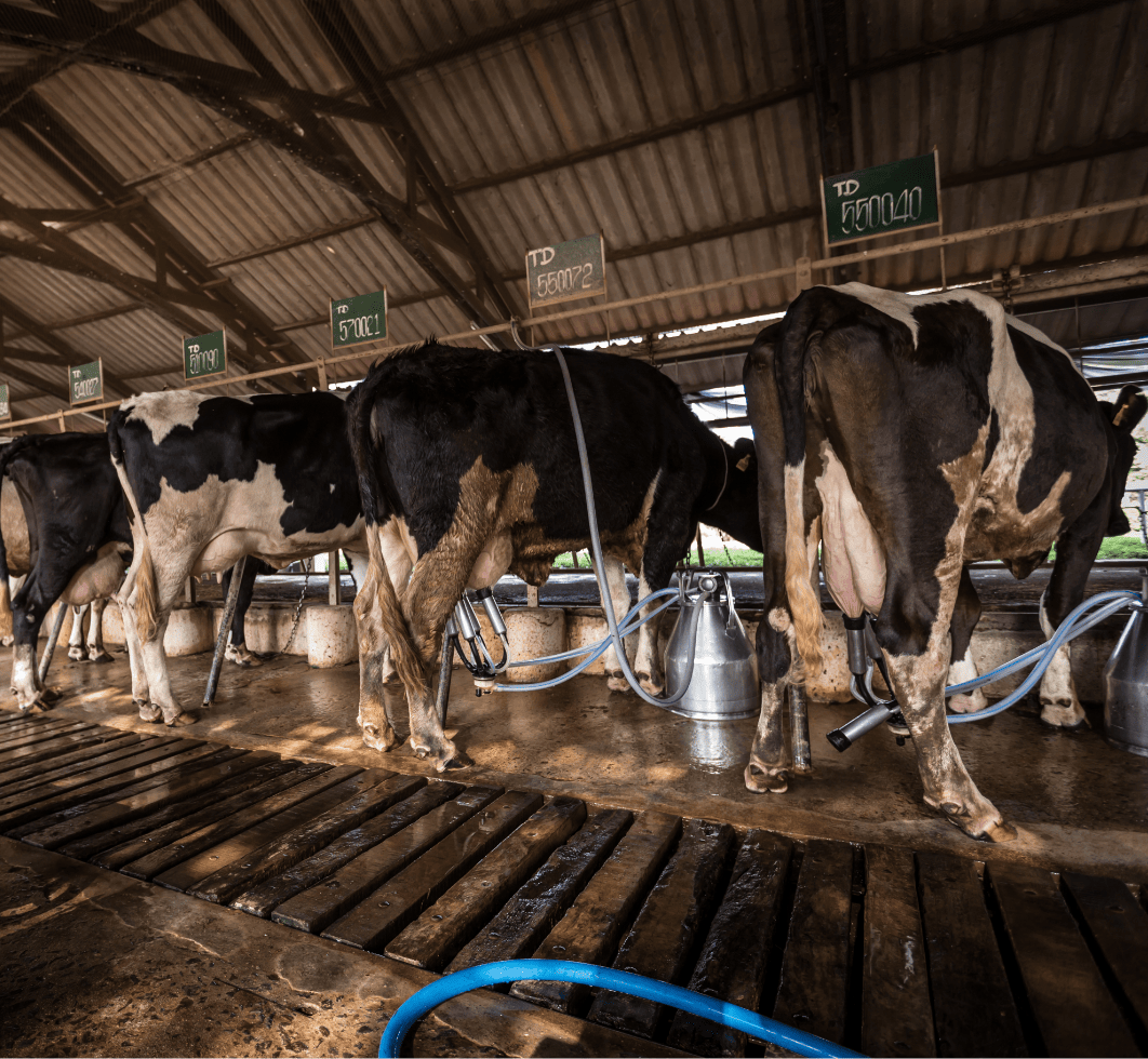 Agriculture and Dairy Farming